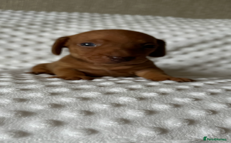 Miniature Dachshund dogs - Advert 2