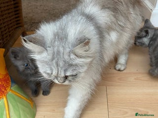 Persian cats - Advert 8