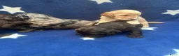 Cockapoo dogs for sale: 5 F1 cockapoo pups  - Advert 15