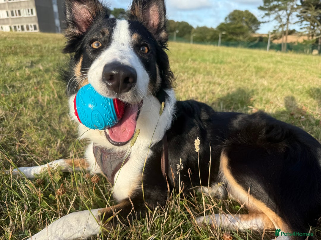 Border Collie dogs for sale: 7 Month Old Border Collie - Image 2