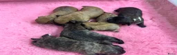 Mixed Breed dogs for sale: F1 Cairndoodle Puppies  - Advert 5