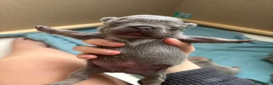 French Bulldog Puppy 1