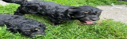 Cockapoo dogs for sale: F1 toy cockapoo puppies for sale  - Advert 5