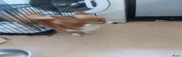 Mixed Breed dogs for sale: Corgi x pomeranian  - Advert 3
