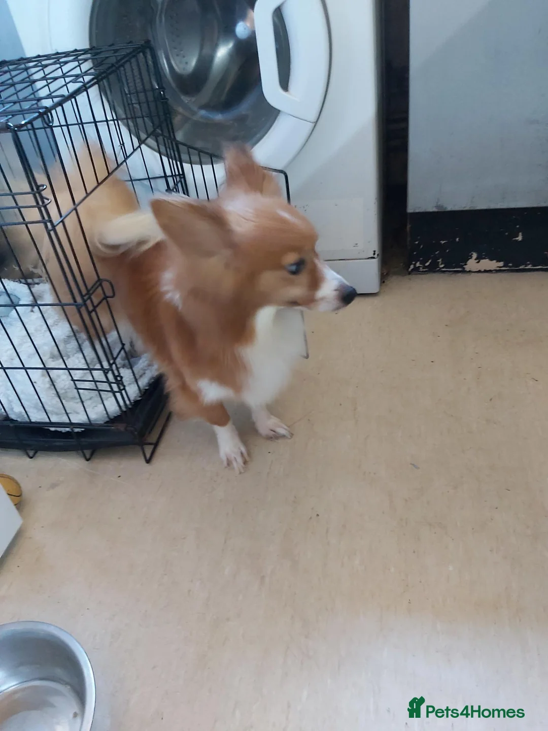 Mixed Breed dogs for sale: Corgi x pomeranian  - Advert 3