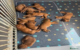 Boxer dogs for sale: 3 GIRLS LEFT - KC PUPS FROM HEART TESTED PARENTS - Image 1