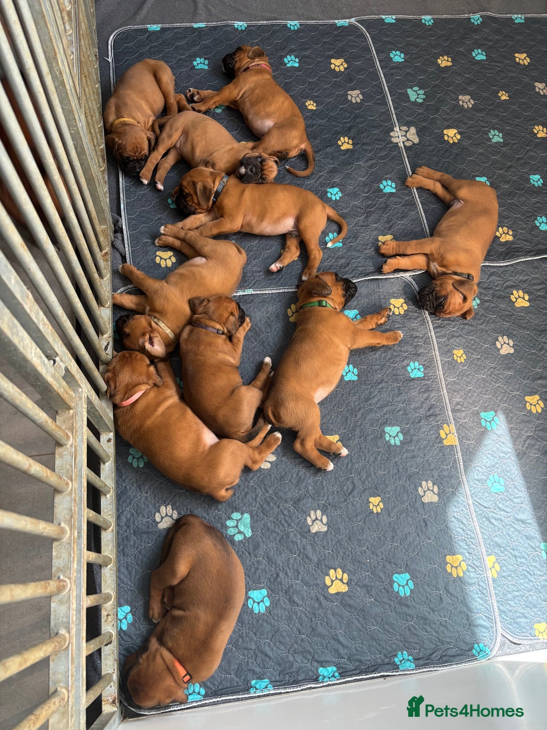 Boxer dogs for sale: 3 GIRLS LEFT - KC PUPS FROM HEART TESTED PARENTS - Image 1