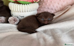 British Shorthair cats for sale: 🇬🇧✅BSH chocolate boys ⭐️GCCF💎last 2 left 🍩 - Image 13