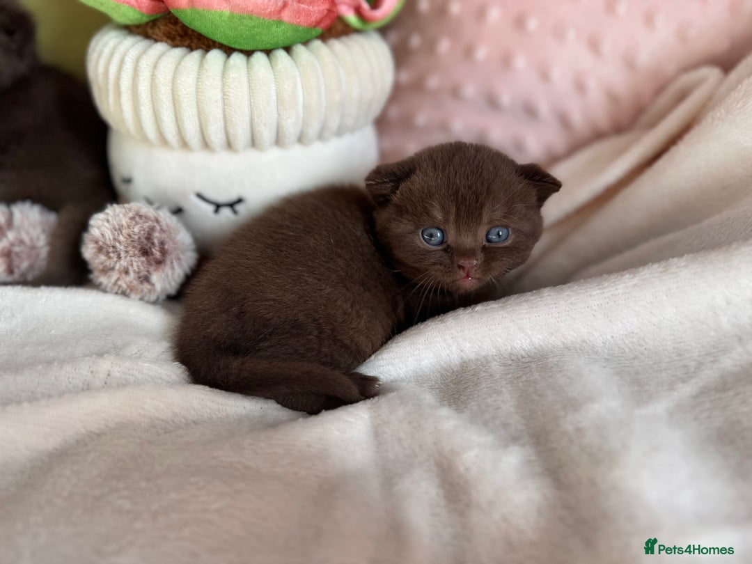 British Shorthair cats for sale: 🇬🇧✅BSH chocolate boys ⭐️GCCF💎last 2 left 🍩 - Image 13