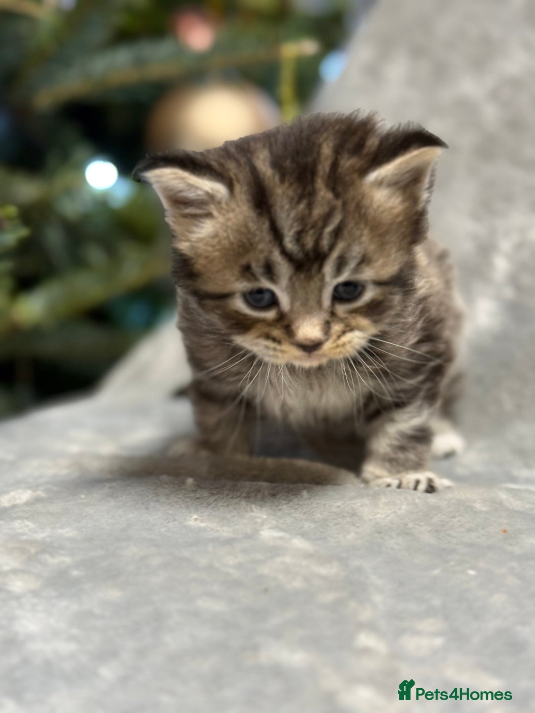Maine Coon cats for sale: 5 adorable maine coon kittens - Advert 11