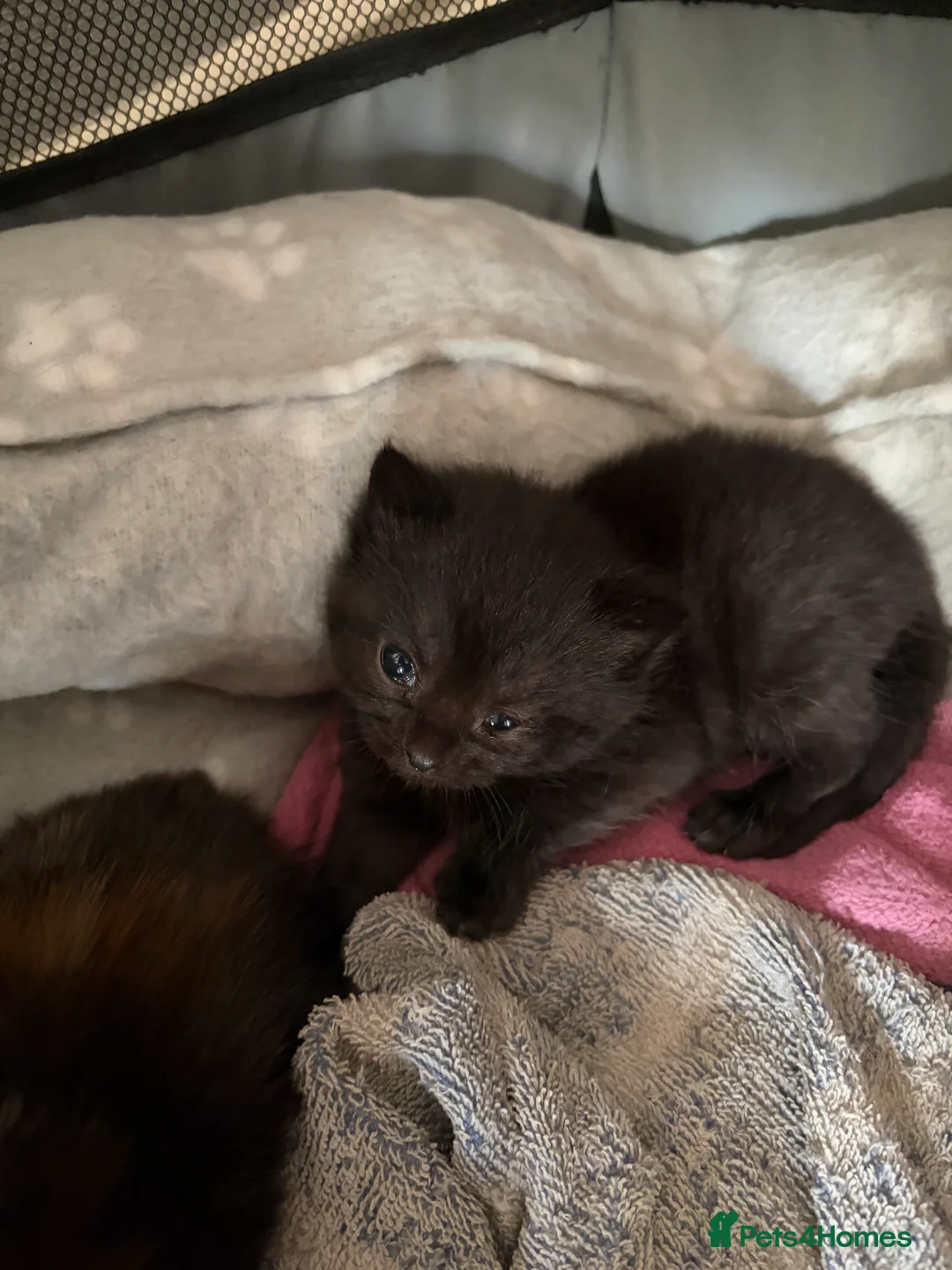 British Shorthair cats for sale: British blue cross Norwegian forest  - Advert 2
