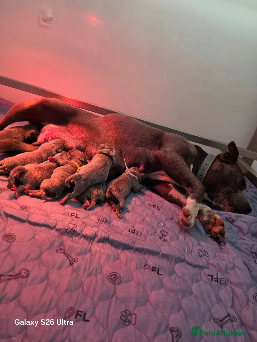 Staffordshire Bull Terrier dogs for sale: 7 STUNNING STAFFIE PUPPIES  - Advert 1