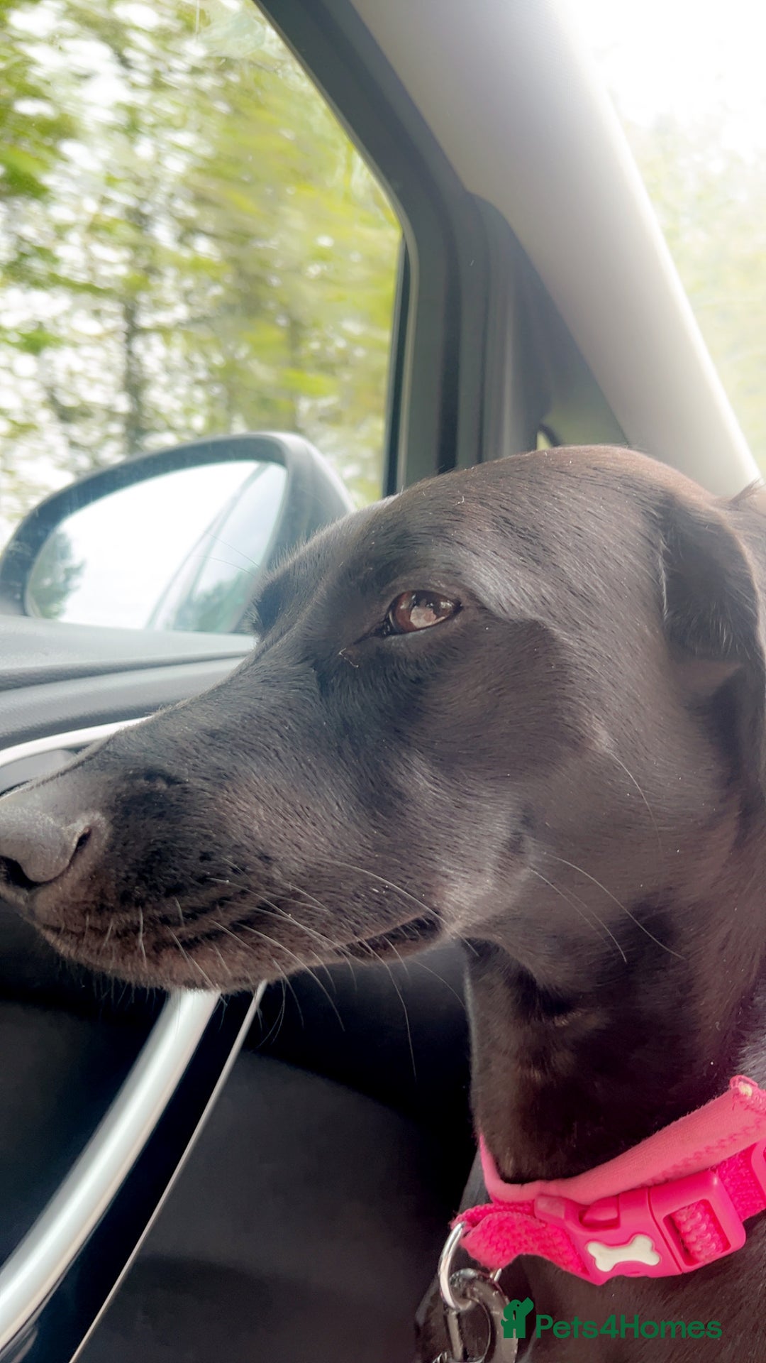 Mixed Breed dogs for sale: Gorgeous greyhound cross weimaraner - Advert 5