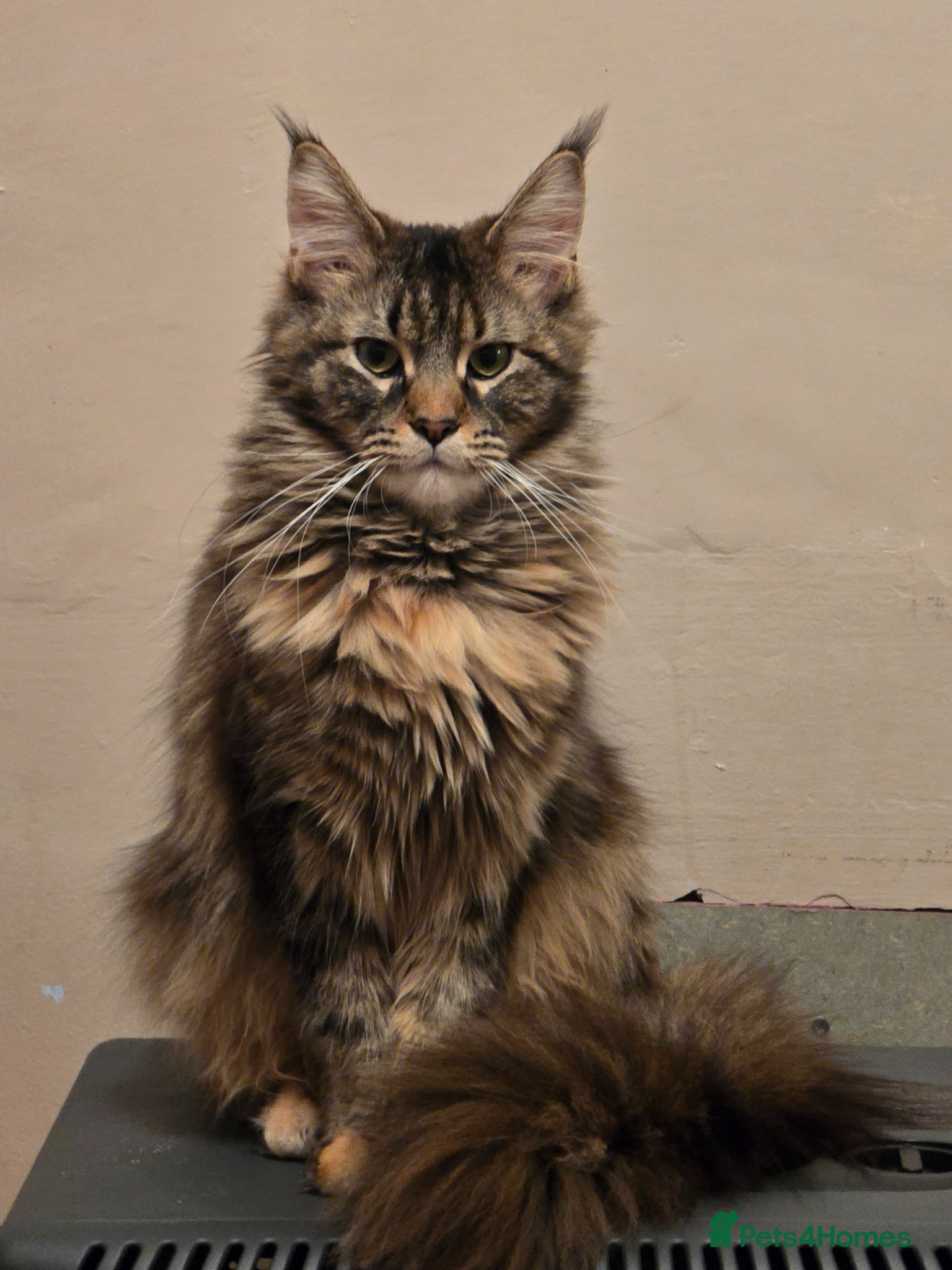 Maine Coon cats Half mainecoon kittens - Advert 1