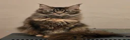 Maine Coon cats for sale: Half mainecoon kittens - Advert 1