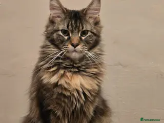 Maine Coon cats Half mainecoon kittens - Advert 2