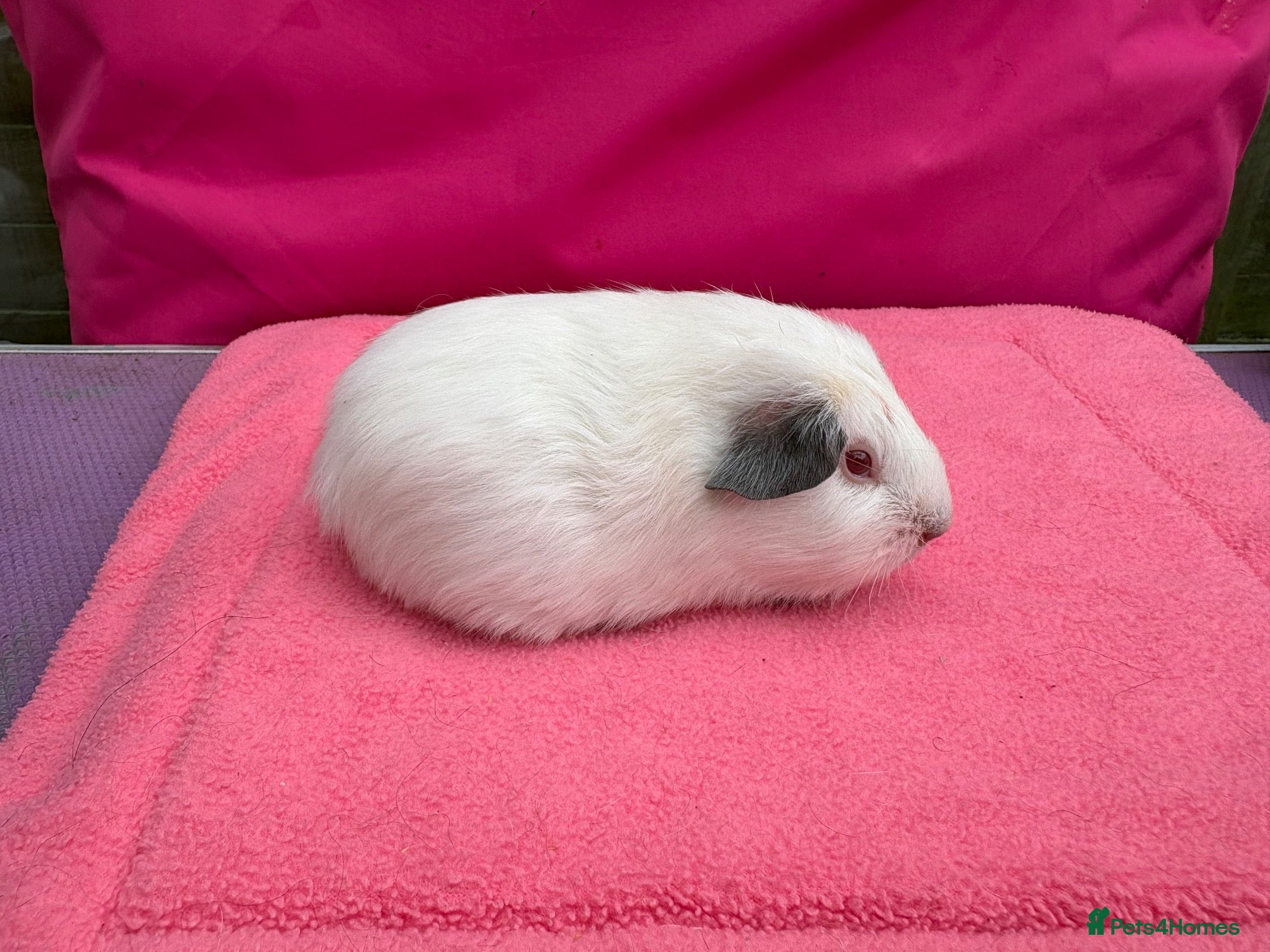 Guinea Pig rodents Californian & Himalayan - Boars & Sows - Advert 1