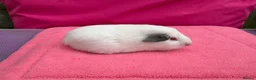 Guinea Pig rodents for sale: Californian & Himalayan - Boars & Sows - Advert 3