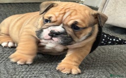 English Bulldog dogs for sale: Traditional English Bulldog Puppies  - Image 12