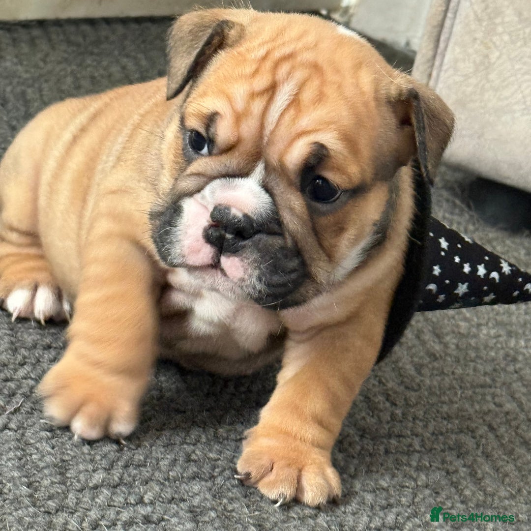 English Bulldog dogs for sale: Traditional English Bulldog Puppies  - Image 12
