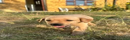 Labrador Retriever dogs for sale: KC registered, Yellow Labrador Retriever Puppies - Advert 10