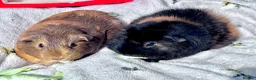 Guinea Pig rodents for sale: Daisy & Poppy, Female Guinea Sisters (2yo in June) in Cowbridge - Advert 1