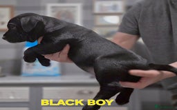 Staffordshire Bull Terrier dogs for sale: Staffordshire Bull Terrier Puppies 2Boys Available - Advert 7