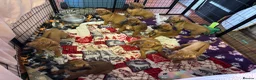 Rhodesian Ridgeback dogs for sale: Exceptionally Health Tested KC Ridgeback Puppies - Advert 17