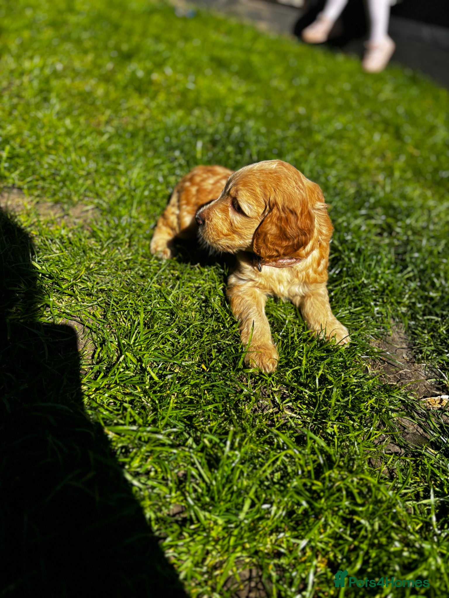 Cockapoo dogs  cockapoo puppy’s ❤️🌟last 3 remaining  - Advert 1