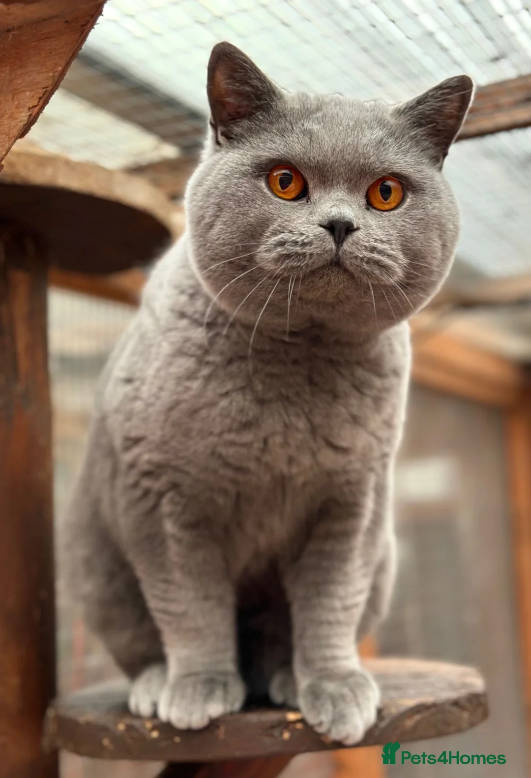 British Shorthair cats for sale: British Blue Adult Boy Available - Advert 1