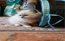 Ragdoll cats for sale: Ragdoll kittens - Image 1