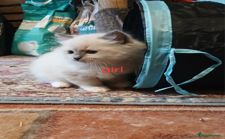 Ragdoll cats - Advert 9