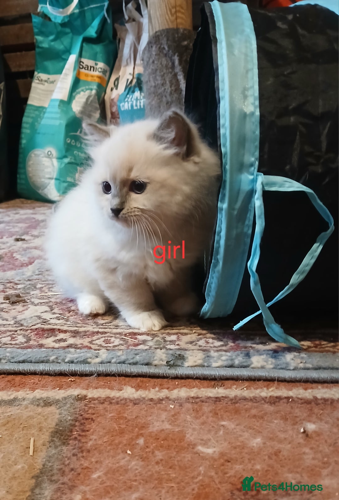 Ragdoll cats for sale: Ragdoll kittens - Image 1