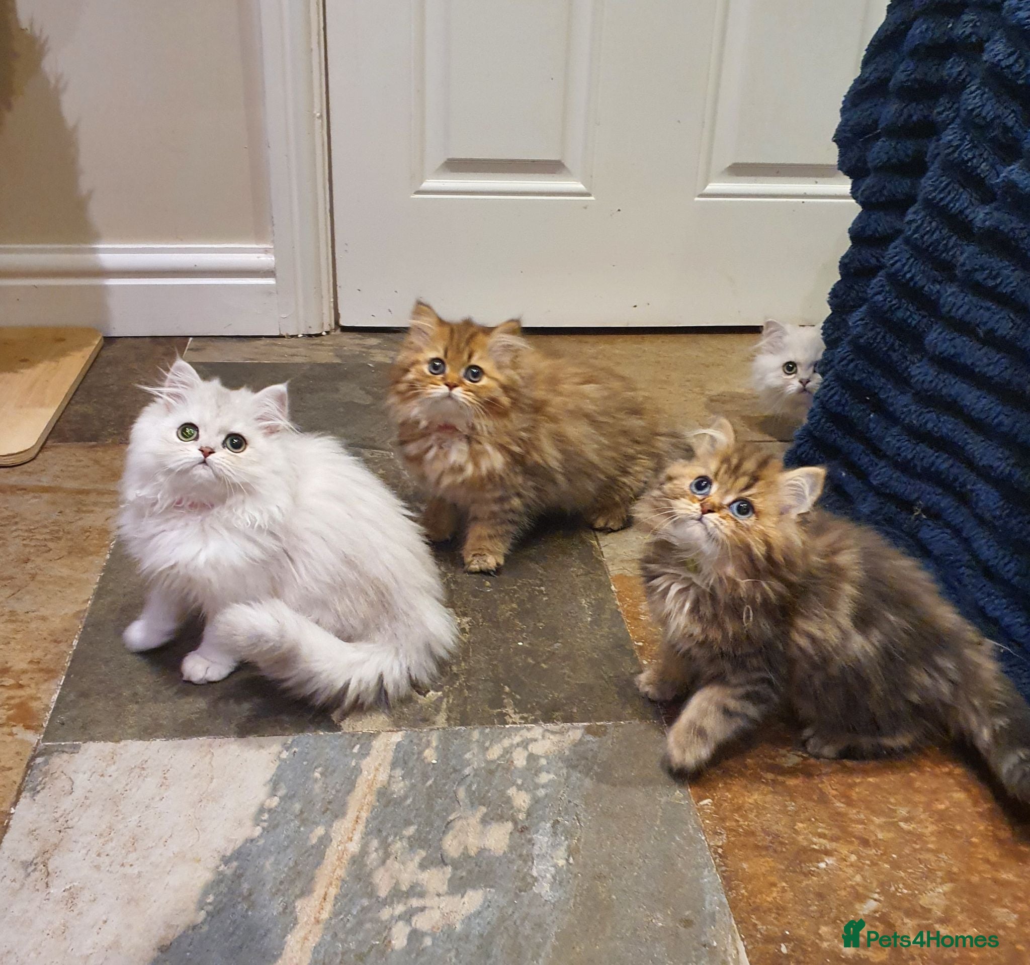 Persian cats 💖Beautiful Pedigree Chinchilla Persian Kittens.  - Advert 2