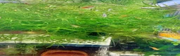 Platies fish for sale: Beautiful small Platy, Guppy shrimps&Pleco-HobbyTK - Advert 12