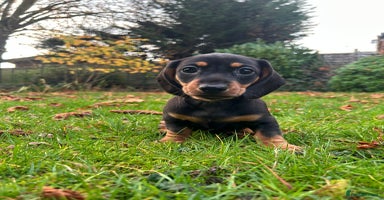 Miniature Dachshund dogs - Advert 10