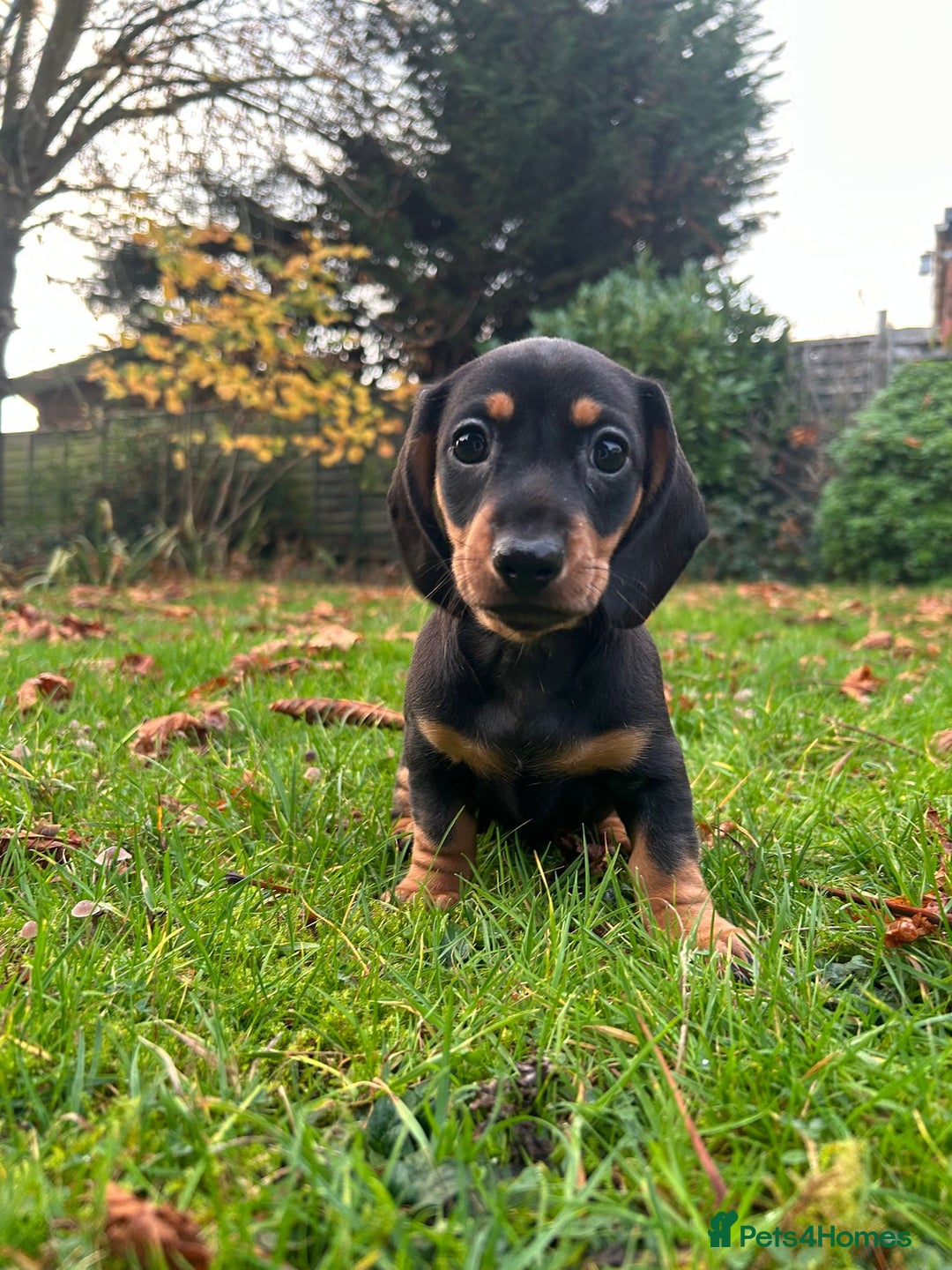 Miniature Dachshund dogs for sale: Miniature Dachshund - Image 3