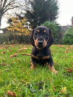 Miniature Dachshund dogs - Advert 6