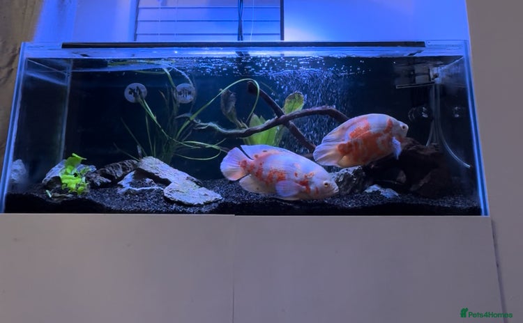 Cichlids fish - Advert 5