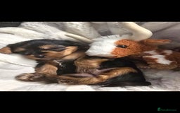 Yorkshire Terrier dogs for sale: Yorkshire terrier  - Advert 4