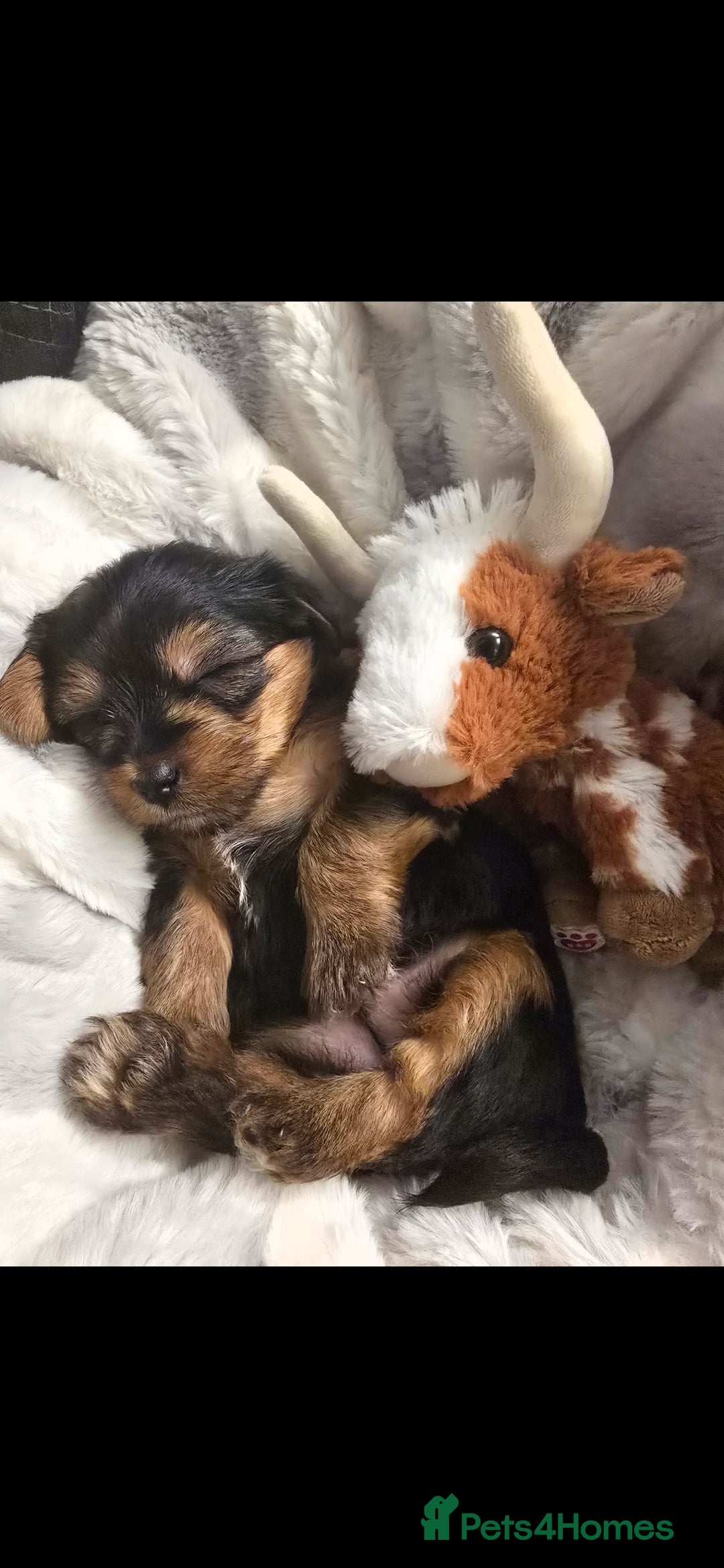 Yorkshire Terrier dogs for sale: Yorkshire terrier  - Advert 4