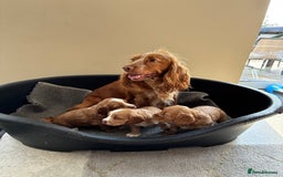 Cocker Spaniel dogs for sale: Beautiful KC Cocker spaniels  - Image 8