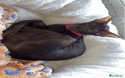 Oriental cats for sale: GCCF Oriental Shorthair Neutered Female For Sale - Image 1