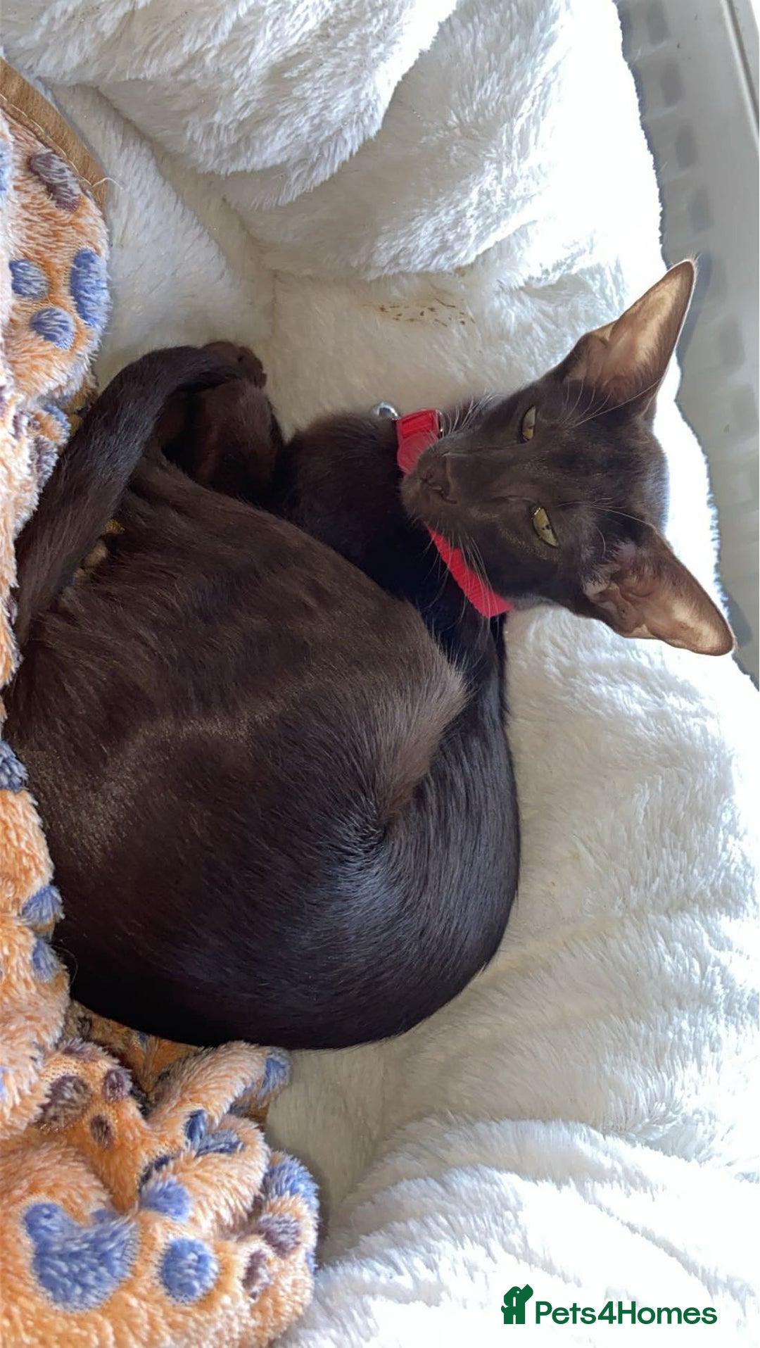 Oriental cats for sale: GCCF Oriental Shorthair Neutered Female For Sale - Image 1