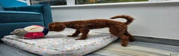 Toy Poodle dogs for sale: Gorgeous red female Toy poodle in Horsham - Advert 6