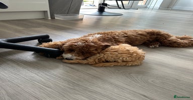 Cavapoo dogs - Advert 9