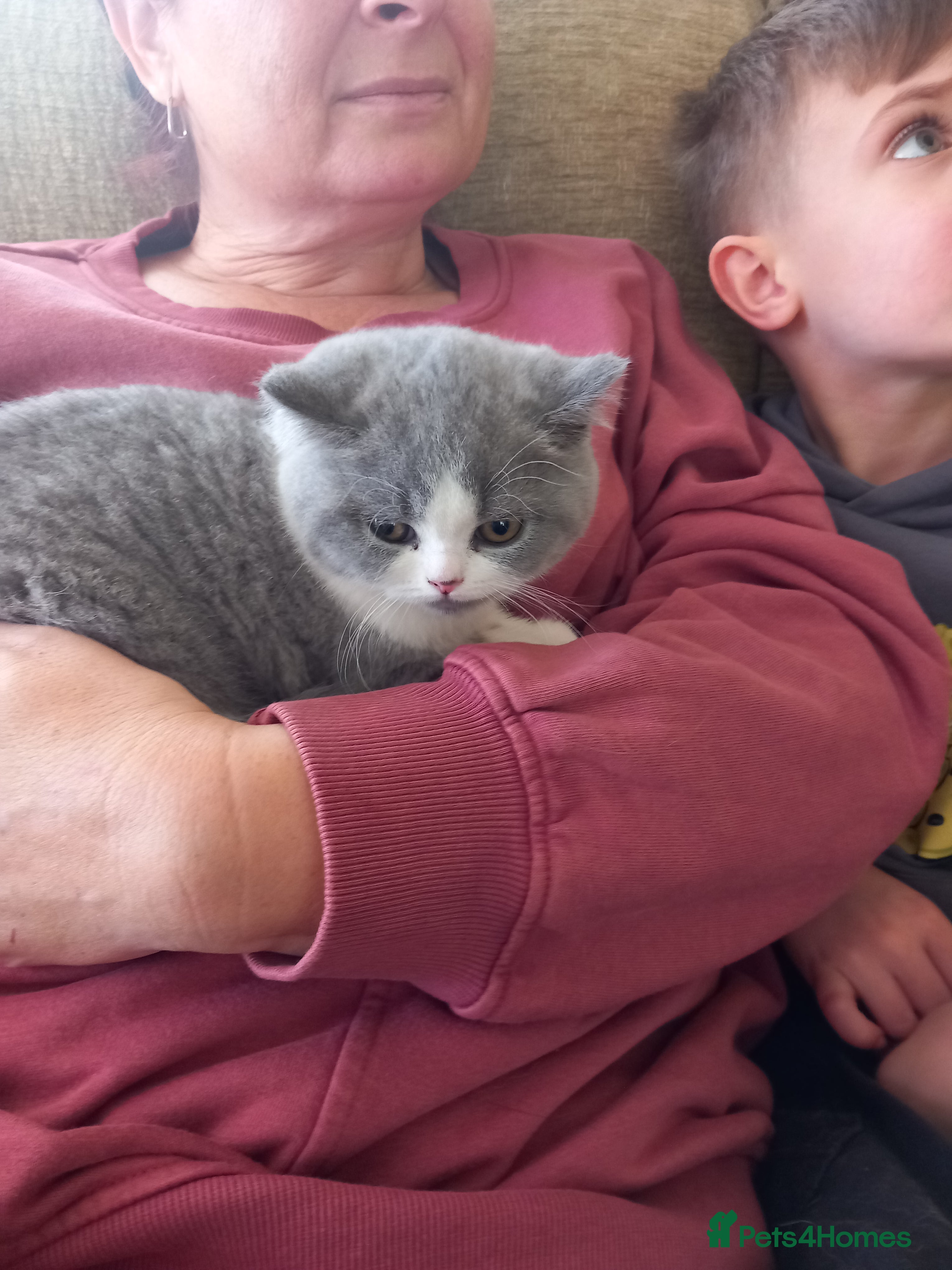 British Shorthair cats Blue and white British short hair kittens Ready  - Advert 17