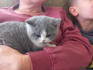 British Shorthair cats Blue and white British short hair kittens Ready - Advert 17