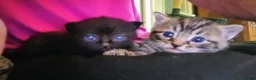 Mixed Breed cats for sale: ORIENTAL BENGAL X MAU KITTENS READY NOW! 1 OF EACH - Advert 7
