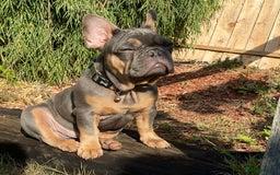 French Bulldog dogs for sale: Bruno - Frenchie 20 weeks old.  - Image 4